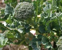 Sprouting-broccoli-B.jpg