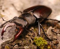 Stag-beetle-B.jpg