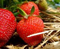 Strawberry1-B.jpg