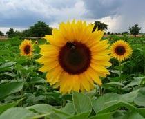 Sunflower-B.jpg