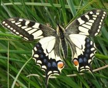Swallowtail-B.jpg
