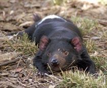 Tasmanian-devil-B.jpg