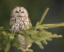 Tawny-Owl-B.jpg