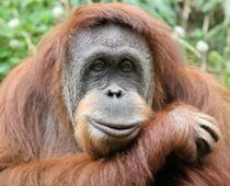 Then-Orangutan-B.jpg