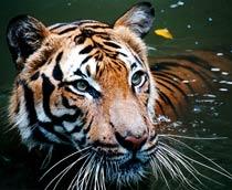 Tiger-B.jpg