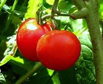 Tomato1-B.jpg