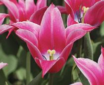 Tulip-B.jpg