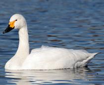 Tundra-Swan-(Bewicks-Swan)-B.jpg