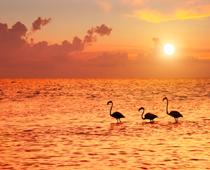 View-Flamingo-B.jpg