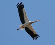 White-Stork-B.jpg