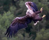 White-tailed-Eagle-B.jpg