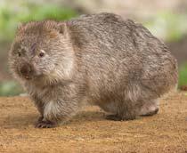 Wombat-B.jpg