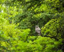 Woods-Owl-B.jpg