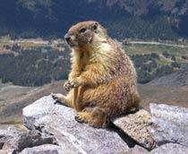 Yellow-bellied-marmot-B.jpg