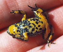 Yellow-bellied-toad-B.jpg
