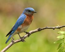 feathered-bluebird1-B.jpg
