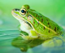 frogs-1-s.jpg