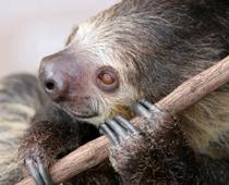 g-sloth-B.jpg