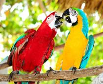 ing-macaw-B.jpg