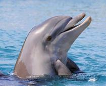 ph-dolphin-B.jpg