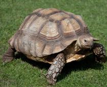 trick-1-tortoise-B.jpg